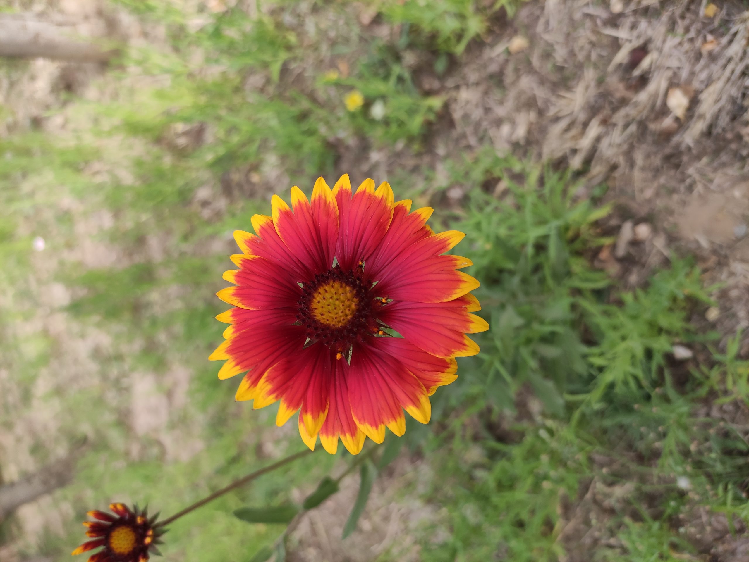 知我者,谓我心忧;不知我者,谓我何求