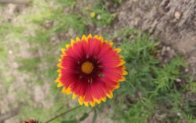 知我者，谓我心忧；不知我者，谓我何求